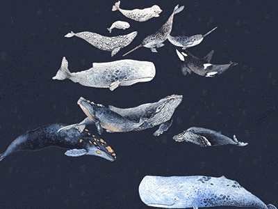 Whale Stack Loop after effects daniel smith loop narwhal ocean sea swim underwater watercolor whale whales