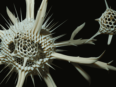 Radiolaria 3D