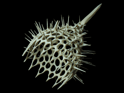 Radiolaria 3D