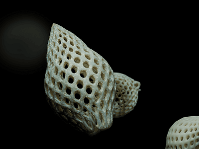 Radiolaria 3D