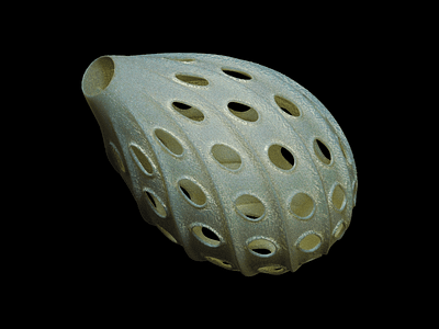 Radiolaria 3D