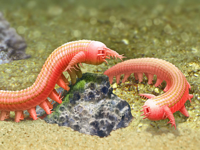 Aysheaia - pedunculata bio illustration micro paleo science sea