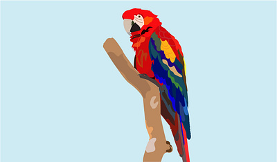 parrot illustraion illustration illustrations