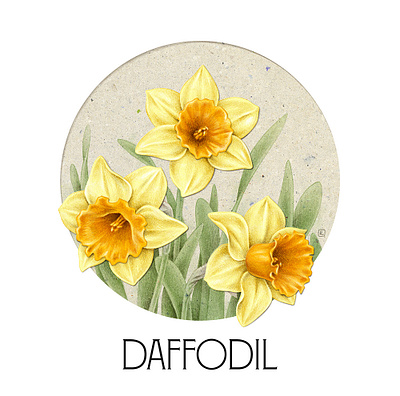 Daffodil advertising art botanical botanical illustration collage collage art design digital digital art drawing flora illustration naturalistic pencil vintage