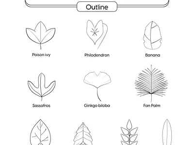 Ginkgo biloba | Icon Set Outline icon icon set illustration illustrator leaf nature procreate tropical