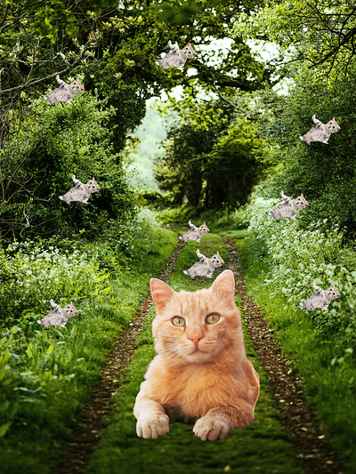 Cat Cat Cat cat collage design forest graphicart graphicdesign photoshop