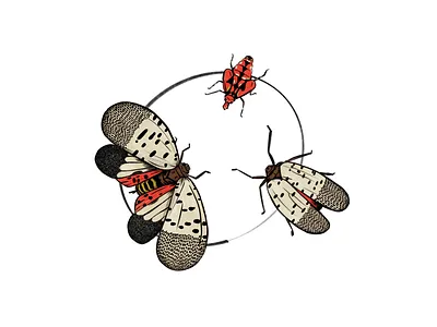 Invasive invasive lanternfly