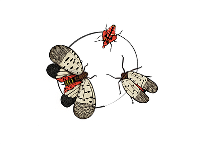 Invasive invasive lanternfly