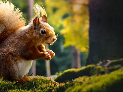 Little Squirrel | Realistic Photo Manipulation in Photoshop creative digital art digital artwork glowing manipulation photo editing photo manipulation photography photoshop surreal art