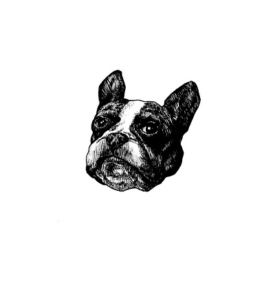 Bulldog animal black bulldog dibujo dog doggy dogs draw drawing engraved illustration pet