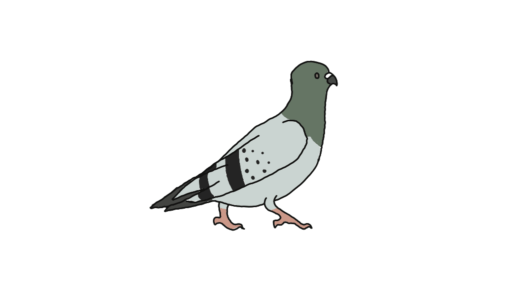 'Pigeon Walk Cycle' animating logo animation gif graphic design logo loop motion graphics