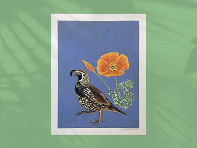 California Quail & Poppy illustration oil pastel poppy quail