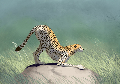 Cheetah design digital illustration illustration