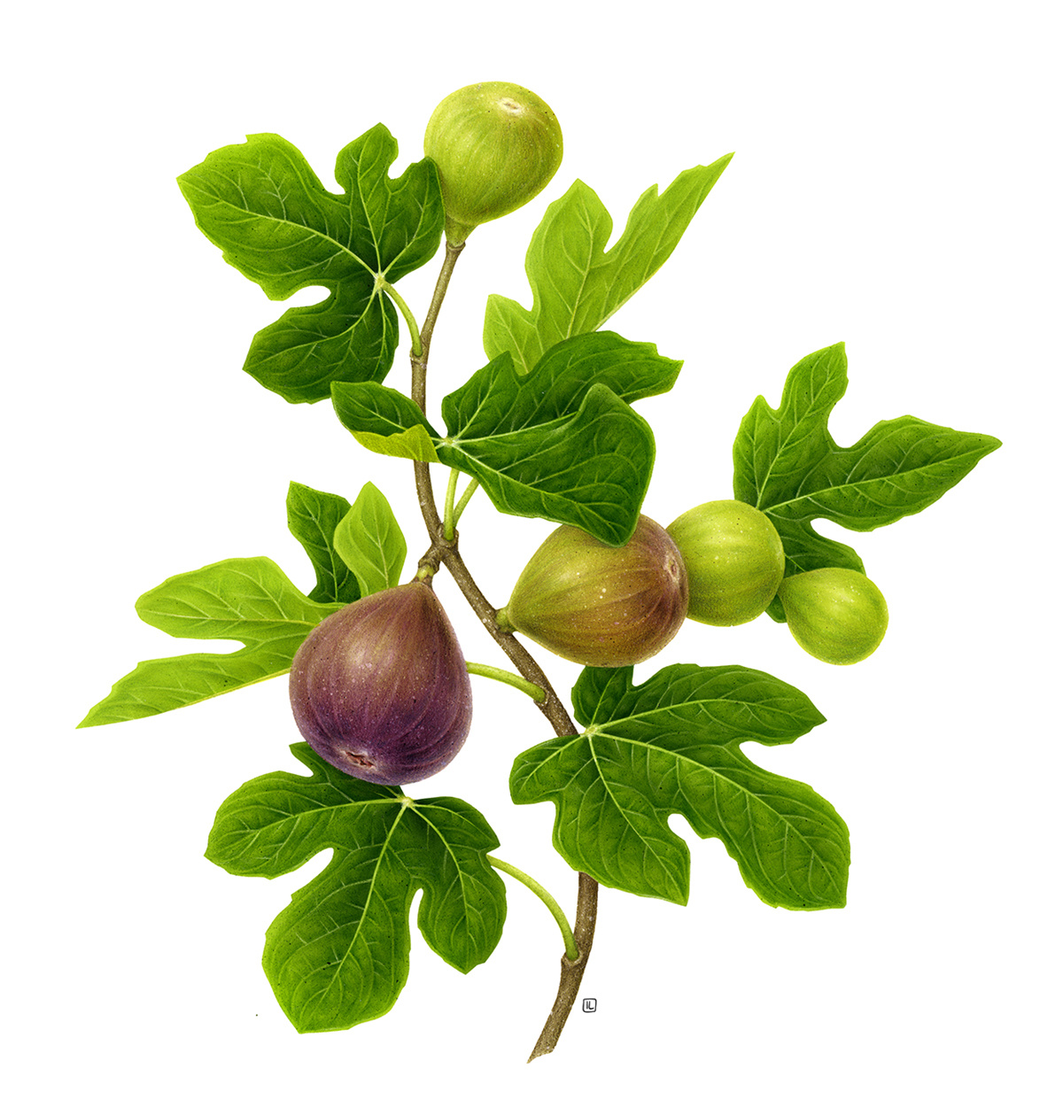 Example of Ficus carica x PRIMITIA