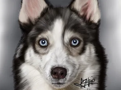 husky digitalart digitalpainting drawing hyperrealism illustrations realism realistart