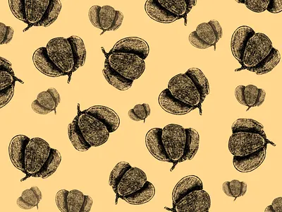 raw pumpkin pattern autumn flat graphic illustration illustration art pattern procreate pumpkin sketch texture