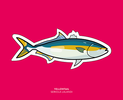 Sticker | Yellowtail Fish colourful design graphic design logo sticker sticker design