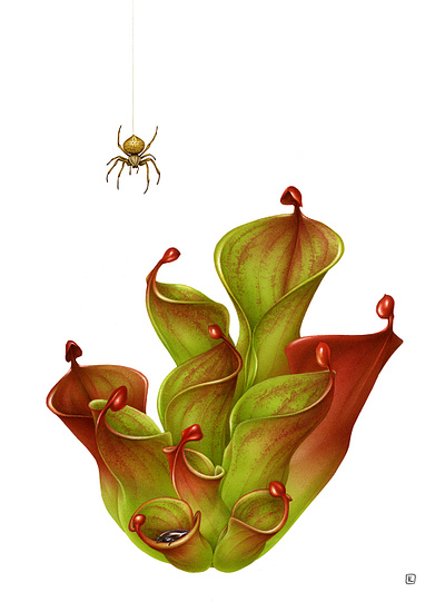 Heliamphora pulchella advertising airbrush botanical botanical art botanical illustration carnivorous design drawing editorial handmade illustration magazine magazine illustration naturalistic plant spider vintage