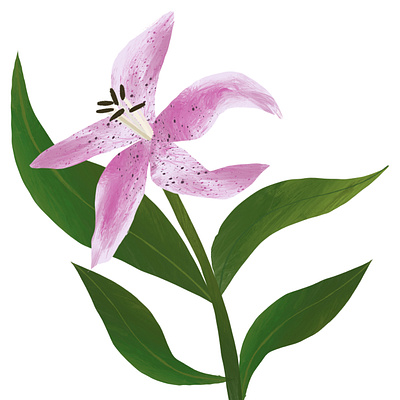 Lily art botanical illustration design illustration lily print design