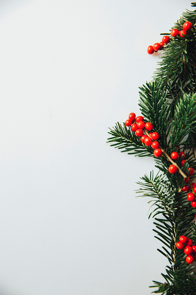 Christmas Fir With Holly christmas decoration download fir free free for commercial use freebie freephoto freestock holiday holly stockphoto xmas