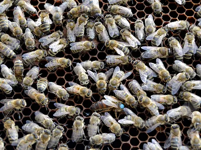 Bees animal apis bee bumble bumblebee busy cell hexagon honey honeybee honeycomb honeyed hornet hornetbee insect nectar propolis swarm wasp wax