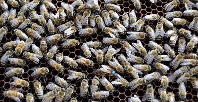 Bees animal apis bee bumble bumblebee busy cell hexagon honey honeybee honeycomb honeyed hornet hornetbee insect nectar propolis swarm wasp wax