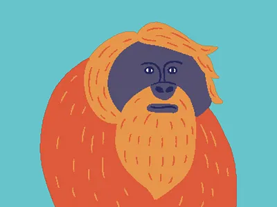 Orangutan aftereffects animation animation after effects design digital illustration digitalart drawing dribbble illustration illustration art illustrations illustrator motion motion graphic motion graphics motiongraphics orangutan wildlife wildlife art wildlife illustration