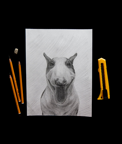 Bull terrier dog a pet animal animal art freehand drawing pencil picture