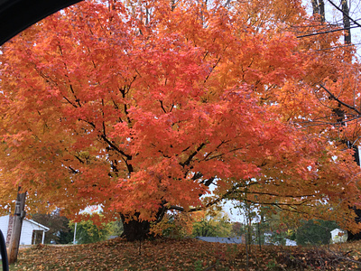 Fall Foliage - Salmon fall colors fall foliage fall leaves pennsylvania