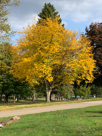 Fall Foliage - Yellow fall colors fall leaves pennsylvania