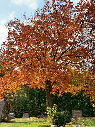 Fall Foliage - Orange fall colors fall foliage fall leaves pennsylvania