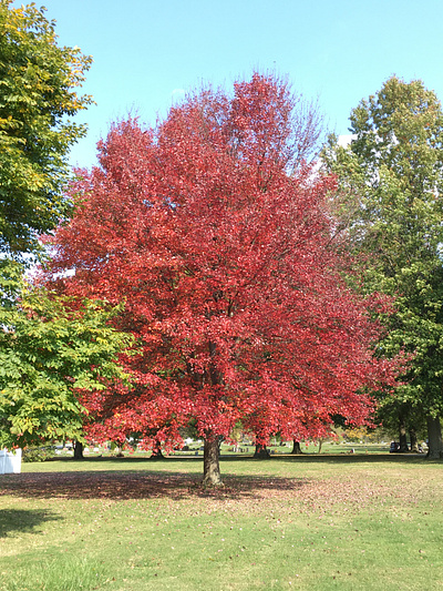 Fall Foliage - Red fall colors fall foliage fall leaves pennsylvania