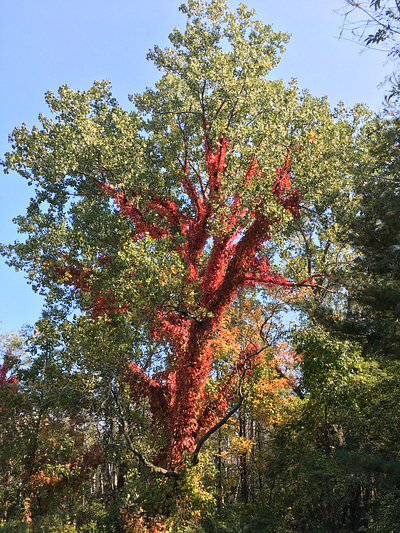 Fall Foliage - Red and Green fall colors fall foliage fall leaves pennsylvania red vine