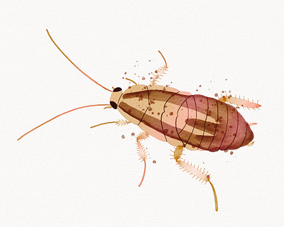 Cockroach Study cockroach design graphic design illustration ipad pro procreate watercolor