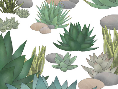 Succulent botanic botanical decor desert design dessin drawing forest garden gardens green illustration jungle nature pebble plant stone succulent vegetal wallpaper