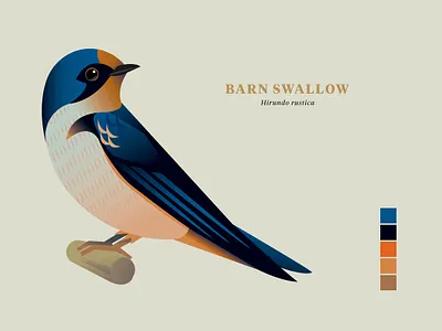 Barn Swallow, "Birds of the Smokies" birds illustration vector wildlife