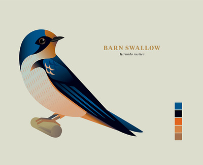 Barn Swallow, "Birds of the Smokies" birds illustration vector wildlife