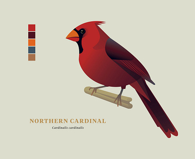 Northern Cardinal, "Birds of the Smokies" birds birds of illustration vector wildlife