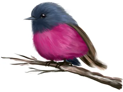 Pink Robin Bird adobe adobe fresco bird color digital art digital illustration digitalart dribbble illustration pink robin redraw