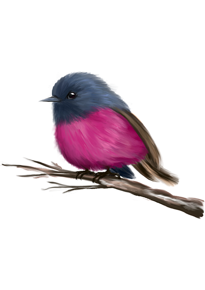 Pink Robin Bird adobe adobe fresco bird color digital art digital illustration digitalart dribbble illustration pink robin redraw