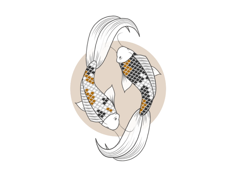 Yin Yang Koi fish illustration koi motion graphics yin yang