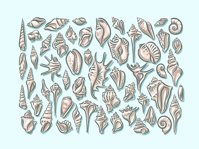 Seashell illustration set mollusk sea shell shellfish