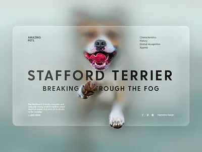 Amazing Pets diseño gráfico graphic design illustration inspiration interaction interface template uidesign web website