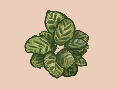 Calathea Plant digital illustration digitalart graphic designer illustration illustration art procreate socialmediaads