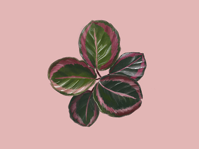 Calathea Roseopicta artwork calathea digital art graphicdesign illustration illustration digital inspiration ipad nature illustration plant illustration procreate social media art