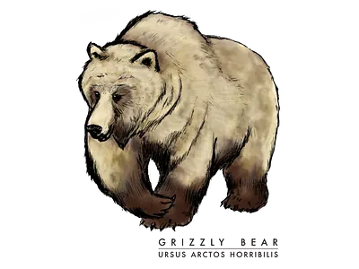 Grizzly Bear digital colouring digital illustration digital inking digital painting illustration species at risk wildife illustration