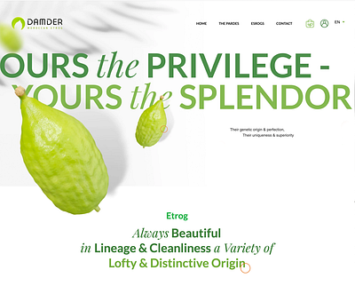 DAMDER WEBSITE art direction branding design ecommerce design logo shopify website design