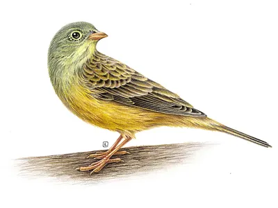 Emberiza hortulana advertising animal art bird bird illustration drawing ecoline ecological europe handmade illustration naturalistic nature packaging pencil print vinatge watercolor watercolor painting watercolour