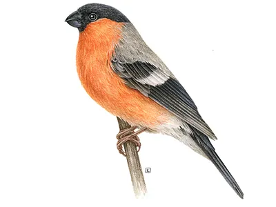 Pyrrhula pyrrhula advertising art bird bird illustration design drawing ecological europe fauna handmade illustration ink naturalistic nature packaging pencil print vintage watercolor watercoulor