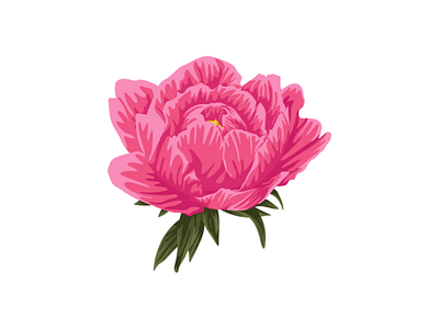 Pink Peony Flower illustration botanical decorate flower illustration flower vector illustration illustration design natural nature peony flower peony illustration peony vector vector vector illustration vintage